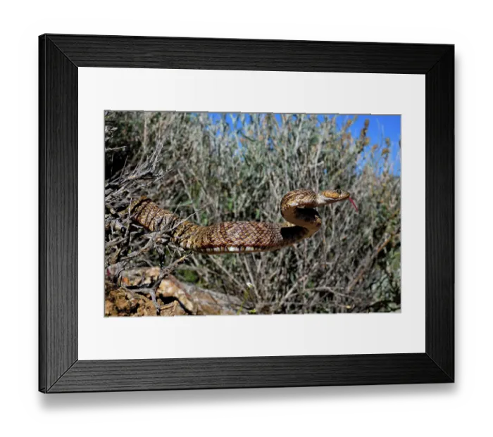 Framed Print : Baja California lyresnake (Trimorphodon lyrophanes) stretching out from undergrowth with tongue out, Panamint Mountains, Death Valley National Park, California, USA Framed Print : Baja California lyresnake (Trimorphodon lyrophanes) stretching out from undergrowth with tongue out, Panamint Mountains, Death Valley National Park, California, USA