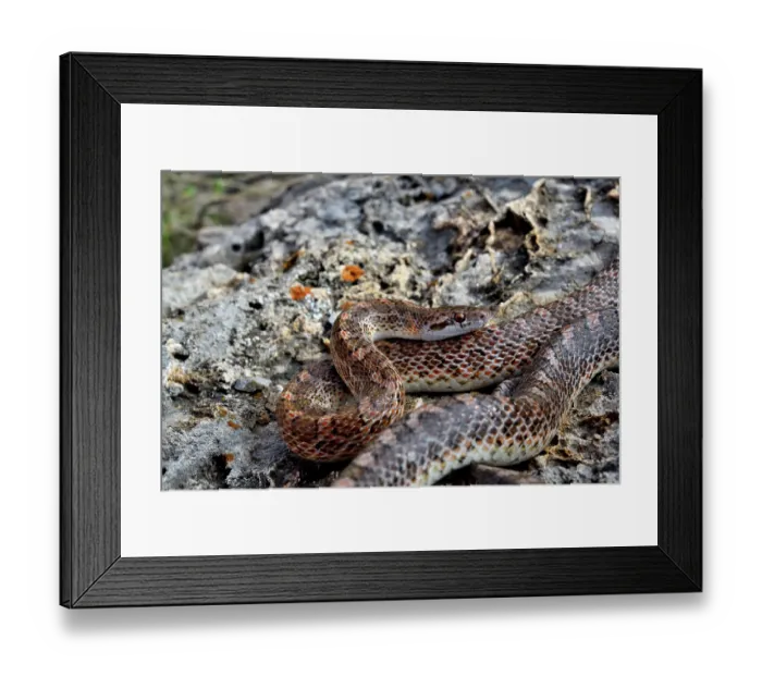 Framed Print : Mohave glossy snake (Arizona elegans candida) resting on rocks, Panamint Mountains, Death Valley National Park, California, USA Framed Print : Mohave glossy snake (Arizona elegans candida) resting on rocks, Panamint Mountains, Death Valley National Park, California, USA
