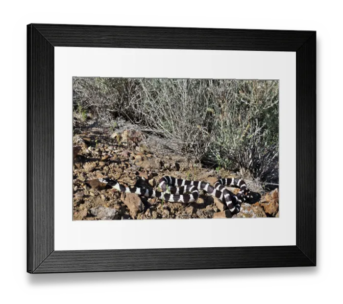Framed Print : California kingsnake (Lampropeltis californiae) resting among desert rocks, Arizona, USA Framed Print : California kingsnake (Lampropeltis californiae) resting among desert rocks, Arizona, USA