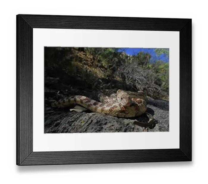 Framed Print : Great Basin gophersnake (Pituophis catenifer deserticola) resting in the shade, Panamint Mountains, Death Valley National Park, California, USA