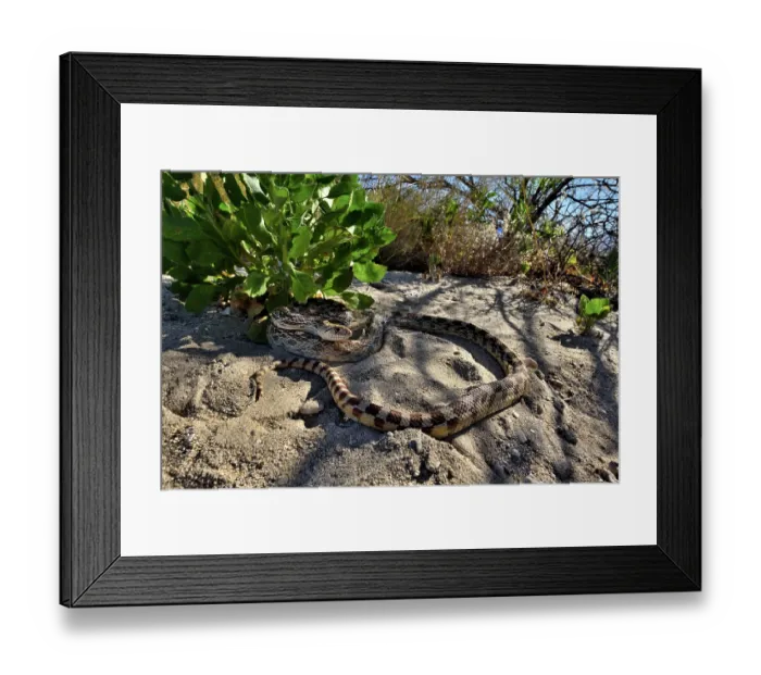 Framed Print : Great Basin gophersnake (Pituophis catenifer deserticola) resting in the shade, Panamint Mountains, Death Valley National Park, California, USA Framed Print : Great Basin gophersnake (Pituophis catenifer deserticola) resting in the shade, Panamint Mountains, Death Valley National Park, California, USA