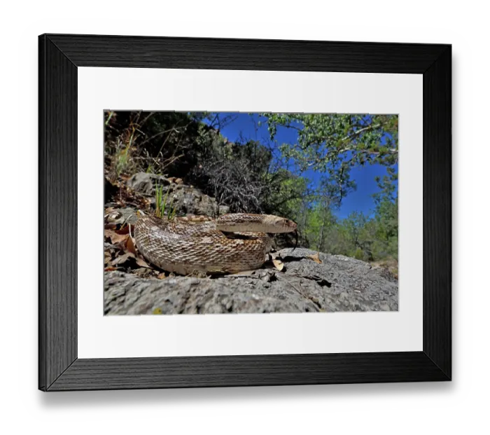 Framed Print : Great Basin gophersnake (Pituophis catenifer deserticola) coiled up on rocks, Panamint Mountains, Death Valley National Park, California, USA