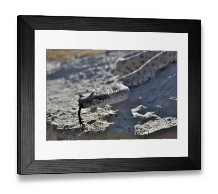 Framed Print : RF - Horned rattlesnake (Crotalus cerastes) with tongue out, moving over rocks, Anza-Borrego Desert State Park, California, USA Framed Print : RF - Horned rattlesnake (Crotalus cerastes) with tongue out, moving over rocks, Anza-Borrego Desert State Park, California, USA