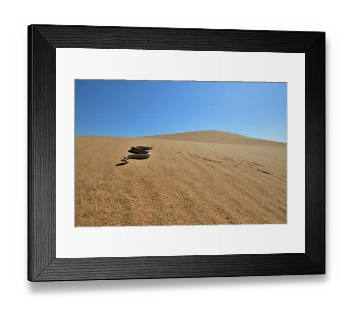 Framed Print : RF - Horned rattlesnake (Crotalus cerastes) moving across sand dunes, Imperial Dunes, California, USA. (This image may be licensed either as rights managed or royalty free.) Framed Print : RF - Horned rattlesnake (Crotalus cerastes) moving across sand dunes, Imperial Dunes, California, USA. (This image may be licensed either as rights managed or royalty free.)