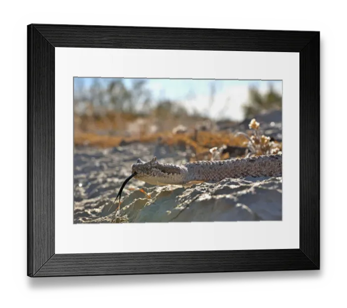 Framed Print : Horned rattlesnake (Crotalus cerastes) with tongue out, head portrait, Anza-Borrego Desert State Park, California, USA Framed Print : Horned rattlesnake (Crotalus cerastes) with tongue out, head portrait, Anza-Borrego Desert State Park, California, USA