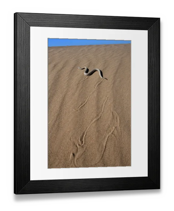 Framed Print : Horned rattlesnake (Crotalus cerastes) moving across sand dunes, Imperial Dunes, California, USA Framed Print : Horned rattlesnake (Crotalus cerastes) moving across sand dunes, Imperial Dunes, California, USA