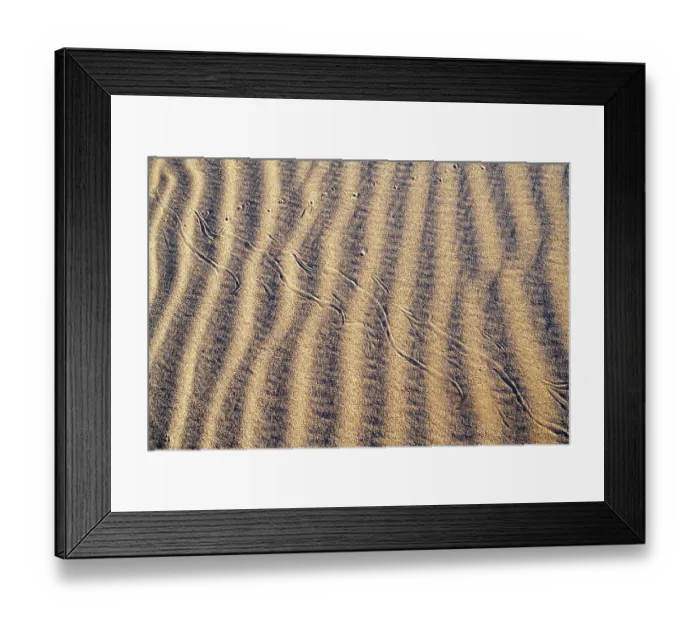 Framed Print : Horned rattlesnake (Crotalus cerastes) tracks in sand dunes, Imperial Dunes, California, USA Framed Print : Horned rattlesnake (Crotalus cerastes) tracks in sand dunes, Imperial Dunes, California, USA