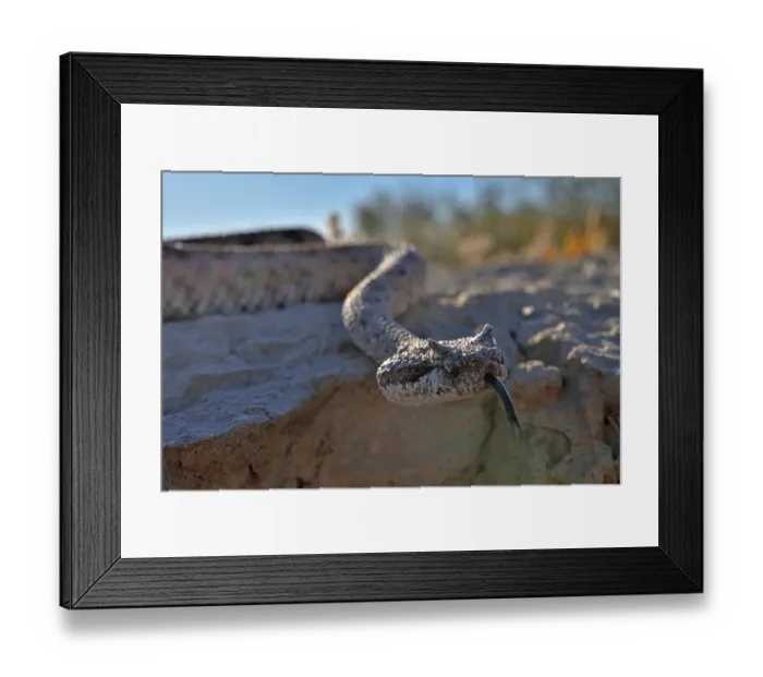 Framed Print : Horned rattlesnake (Crotalus cerastes) with tongue out, moving over rocks, Anza-Borrego Desert State Park, California, USA Framed Print : Horned rattlesnake (Crotalus cerastes) with tongue out, moving over rocks, Anza-Borrego Desert State Park, California, USA