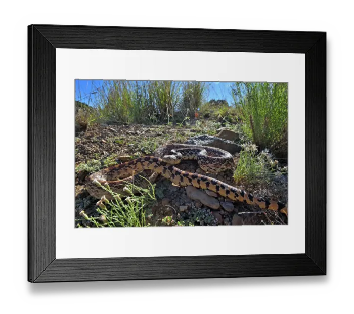 Framed Print : Great Basin gophersnake (Pituophis catenifer deserticola) resting, Panamint Mountains, Death Valley National Park, California, USA Framed Print : Great Basin gophersnake (Pituophis catenifer deserticola) resting, Panamint Mountains, Death Valley National Park, California, USA