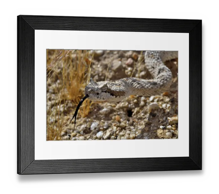 Framed Print : Horned rattlesnake (Crotalus cerastes) with tongue out, head portrait, Anza-Borrego Desert State Park, California, USA Framed Print : Horned rattlesnake (Crotalus cerastes) with tongue out, head portrait, Anza-Borrego Desert State Park, California, USA