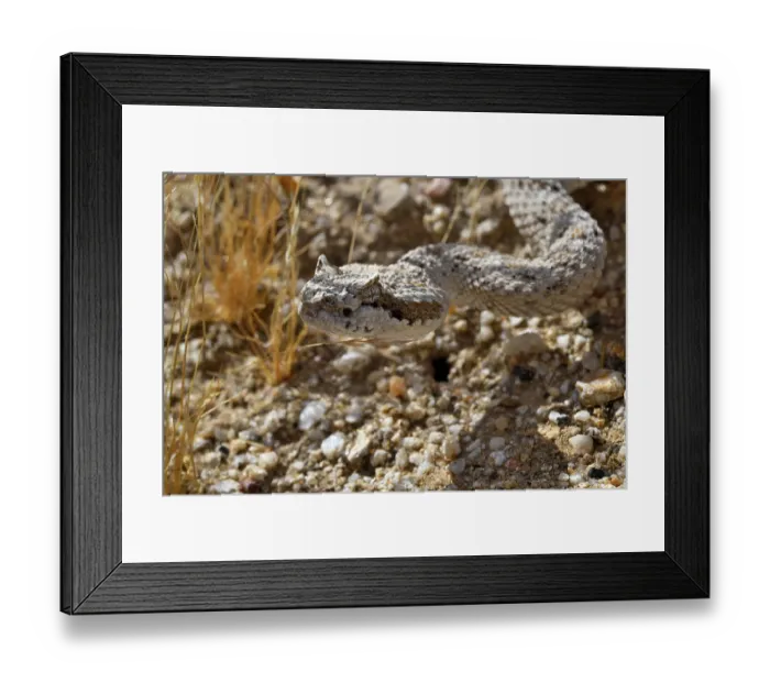 Framed Print : RF - Horned rattlesnake (Crotalus cerastes) head portrait, Anza-Borrego Desert State Park, California, USA. (This image may be licensed either as rights managed or royalty free.) Framed Print : RF - Horned rattlesnake (Crotalus cerastes) head portrait, Anza-Borrego Desert State Park, California, USA. (This image may be licensed either as rights managed or royalty free.)