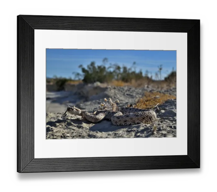 Framed Print : Horned rattlesnake (Crotalus cerastes) with tongue out, resting, Anza-Borrego Desert State Park, California, USA Framed Print : Horned rattlesnake (Crotalus cerastes) with tongue out, resting, Anza-Borrego Desert State Park, California, USA
