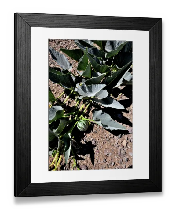 Framed Print : Coyote gourd (Cucurbita foetidissima) growing in dry ground, near San Simon, Arizona, USA. May Framed Print : Coyote gourd (Cucurbita foetidissima) growing in dry ground, near San Simon, Arizona, USA. May