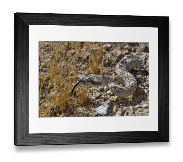 Framed Print : Horned rattlesnake (Crotalus cerastes) with tongue out, head portrait, Anza-Borrego Desert State Park, California, USA Framed Print : Horned rattlesnake (Crotalus cerastes) with tongue out, head portrait, Anza-Borrego Desert State Park, California, USA