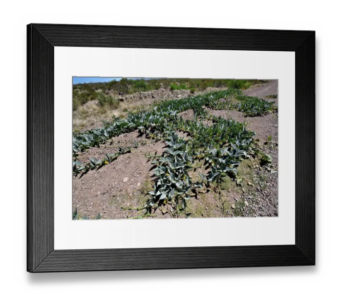 Framed Print : Coyote gourd (Cucurbita foetidissima) growing in dry ground, near San Simon, Arizona, USA. May