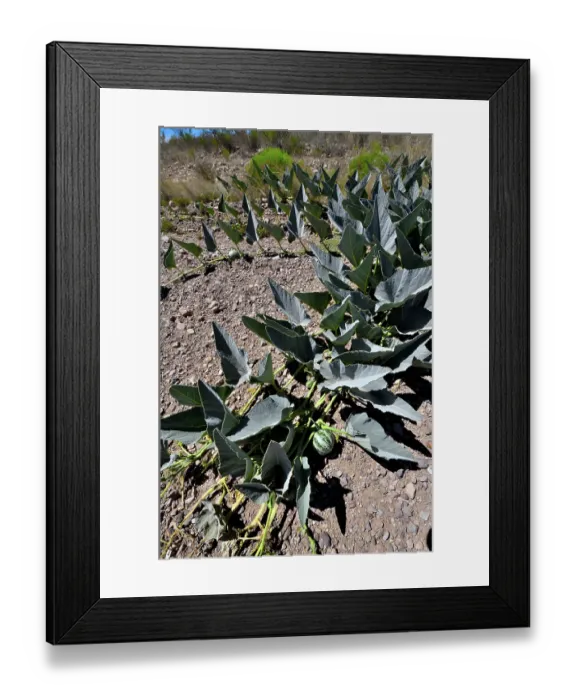 Framed Print : Coyote gourd (Cucurbita foetidissima) growing in dry ground, near San Simon, Arizona, USA. May Framed Print : Coyote gourd (Cucurbita foetidissima) growing in dry ground, near San Simon, Arizona, USA. May