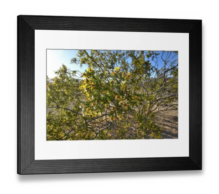 Framed Print : Creosote bush (Larrea tridentata) in flower, Mojave National Preserve, Mojave desert, California, USA. May Framed Print : Creosote bush (Larrea tridentata) in flower, Mojave National Preserve, Mojave desert, California, USA. May