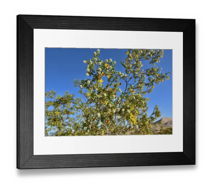 Framed Print : Creosote bush (Larrea tridentata) in flower, Mojave National Preserve, Mojave desert, California, USA. May Framed Print : Creosote bush (Larrea tridentata) in flower, Mojave National Preserve, Mojave desert, California, USA. May