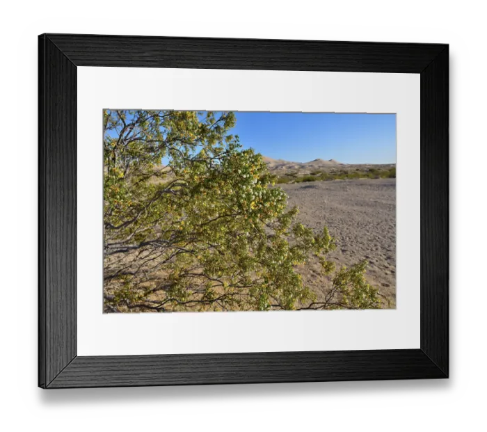 Framed Print : Creosote bush (Larrea tridentata) in flower, Mojave National Preserve, Mojave desert, California, USA. May Framed Print : Creosote bush (Larrea tridentata) in flower, Mojave National Preserve, Mojave desert, California, USA. May
