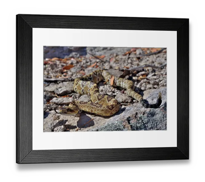 Framed Print : Black-tailed rattlesnake (Crotalus molossus) juvenile, moving over rocky ground, Chiricahua Mountains. Arizona, USA. May Framed Print : Black-tailed rattlesnake (Crotalus molossus) juvenile, moving over rocky ground, Chiricahua Mountains. Arizona, USA. May
