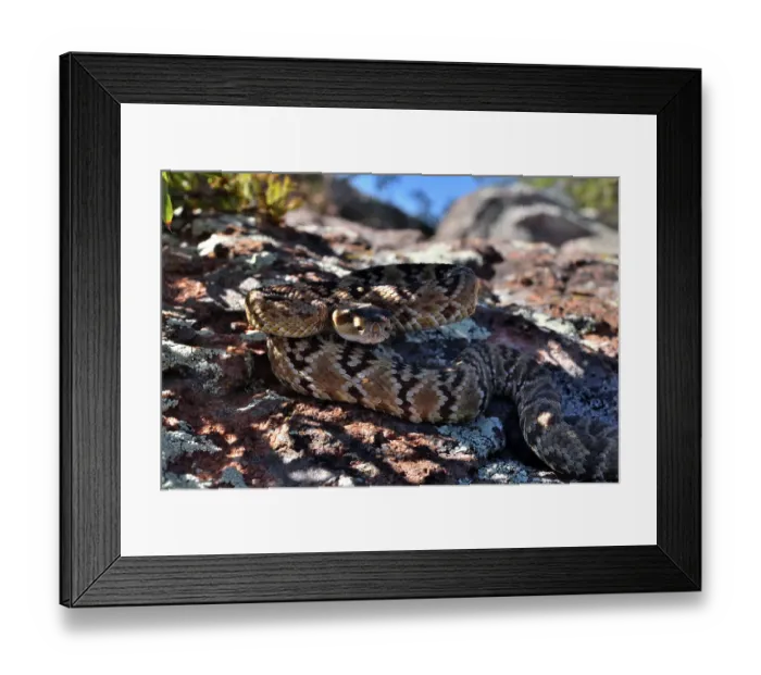Framed Print : Black-tailed rattlesnake (Crotalus molossus) juvenile, coiled up on a rock in the shade, Chiricahua Mountains. Arizona, USA. May Framed Print : Black-tailed rattlesnake (Crotalus molossus) juvenile, coiled up on a rock in the shade, Chiricahua Mountains. Arizona, USA. May