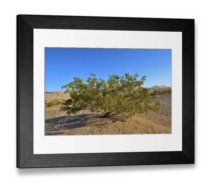 Framed Print : Creosote bush (Larrea tridentata) in flower, Mojave National Preserve, Mojave desert, California, USA. May Framed Print : Creosote bush (Larrea tridentata) in flower, Mojave National Preserve, Mojave desert, California, USA. May