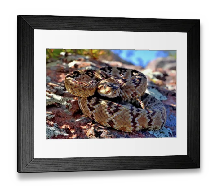 Framed Print : RF - Black-tailed rattlesnake (Crotalus molossus) juvenile, coiled up on a rock in the shade, Chiricahua Mountains. Arizona, USA. May Framed Print : RF - Black-tailed rattlesnake (Crotalus molossus) juvenile, coiled up on a rock in the shade, Chiricahua Mountains. Arizona, USA. May