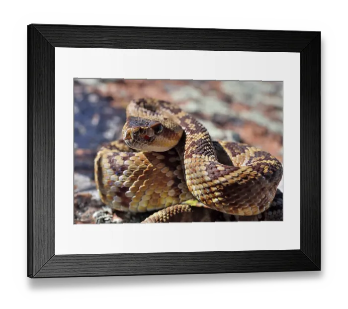 Framed Print : Black-tailed rattlesnake (Crotalus molossus) juvenile, coiled up, portrait, Chiricahua Mountains. Arizona, USA. May Framed Print : Black-tailed rattlesnake (Crotalus molossus) juvenile, coiled up, portrait, Chiricahua Mountains. Arizona, USA. May