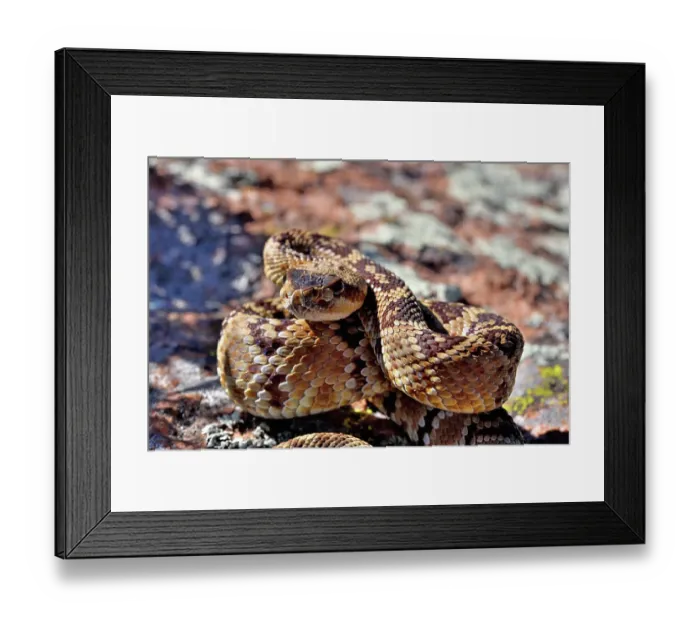 Framed Print : Black-tailed rattlesnake (Crotalus molossus) juvenile, coiled up, portrait, Chiricahua Mountains. Arizona, USA. May Framed Print : Black-tailed rattlesnake (Crotalus molossus) juvenile, coiled up, portrait, Chiricahua Mountains. Arizona, USA. May