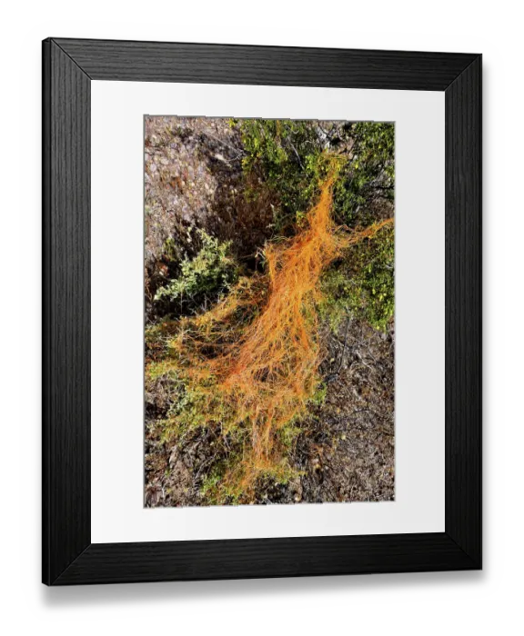 Framed Print : California dodder (Cuscuta californica) a plant parasite, growing on Creosote bush (Larrea tridentata), Amargosa desert, Nevada, USA. May Framed Print : California dodder (Cuscuta californica) a plant parasite, growing on Creosote bush (Larrea tridentata), Amargosa desert, Nevada, USA. May