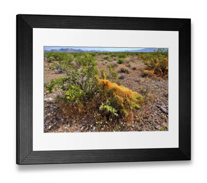 Framed Print : California dodder (Cuscuta californica) a plant parasite, growing on Creosote bush (Larrea tridentata), Amargosa desert, Nevada, USA. May Framed Print : California dodder (Cuscuta californica) a plant parasite, growing on Creosote bush (Larrea tridentata), Amargosa desert, Nevada, USA. May
