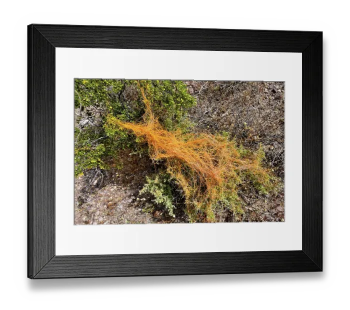 Framed Print : California dodder (Cuscuta californica) a plant parasite, growing on Creosote bush (Larrea tridentata), Amargosa desert, Nevada, USA. May Framed Print : California dodder (Cuscuta californica) a plant parasite, growing on Creosote bush (Larrea tridentata), Amargosa desert, Nevada, USA. May