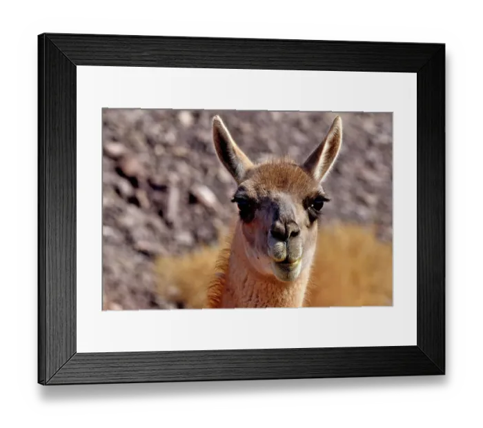 Framed Print : Guanaco (Lama guanicoe cacsilensis) head portrait, Atacama desert, Chile Framed Print : Guanaco (Lama guanicoe cacsilensis) head portrait, Atacama desert, Chile