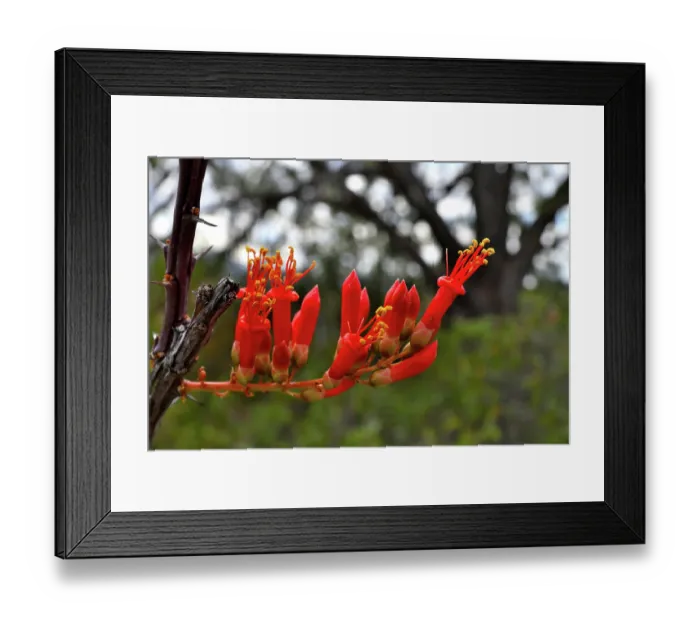 Framed Print : Ocotillo (Fouquieria splendens) in flower, Chihuahuan Desert, Arizona, USA. May Framed Print : Ocotillo (Fouquieria splendens) in flower, Chihuahuan Desert, Arizona, USA. May