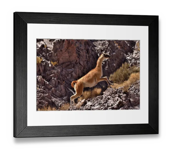 Framed Print : Guanaco (Lama guanicoe cacsilensis) running up rocky hillside, Atacama desert, Chile Framed Print : Guanaco (Lama guanicoe cacsilensis) running up rocky hillside, Atacama desert, Chile