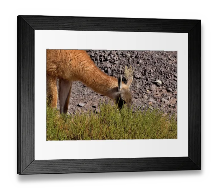 Framed Print : Guanaco (Lama guanicoe cacsilensis) grazing, Atacama desert, Chile Framed Print : Guanaco (Lama guanicoe cacsilensis) grazing, Atacama desert, Chile