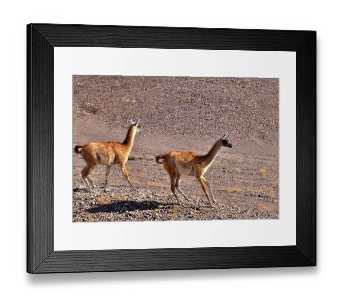 Framed Print : Two Guanacos (Lama guanicoe cacsilensis) running, Atacama desert, Chile Framed Print : Two Guanacos (Lama guanicoe cacsilensis) running, Atacama desert, Chile