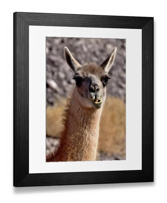 Framed Print : Guanaco (Lama guanicoe cacsilensis) head portrait,  Atacama desert, Chile