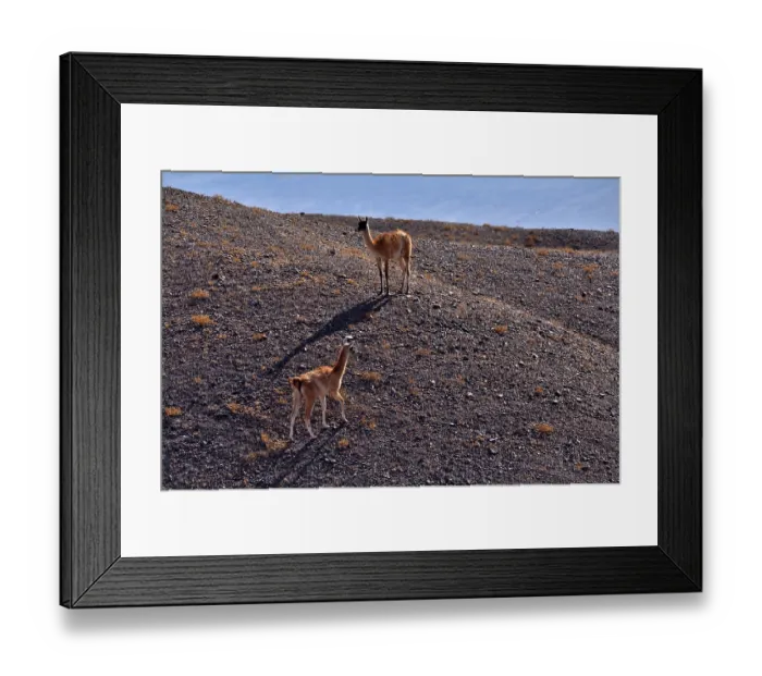 Framed Print : Two Guanacos (Lama guanicoe cacsilensis) walking over desert landscape, Atacama desert, Chile Framed Print : Two Guanacos (Lama guanicoe cacsilensis) walking over desert landscape, Atacama desert, Chile