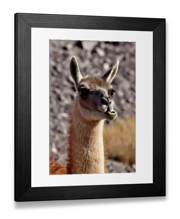 Framed Print : Guanaco (Lama guanicoe cacsilensis) head portrait,  Atacama desert, Chile