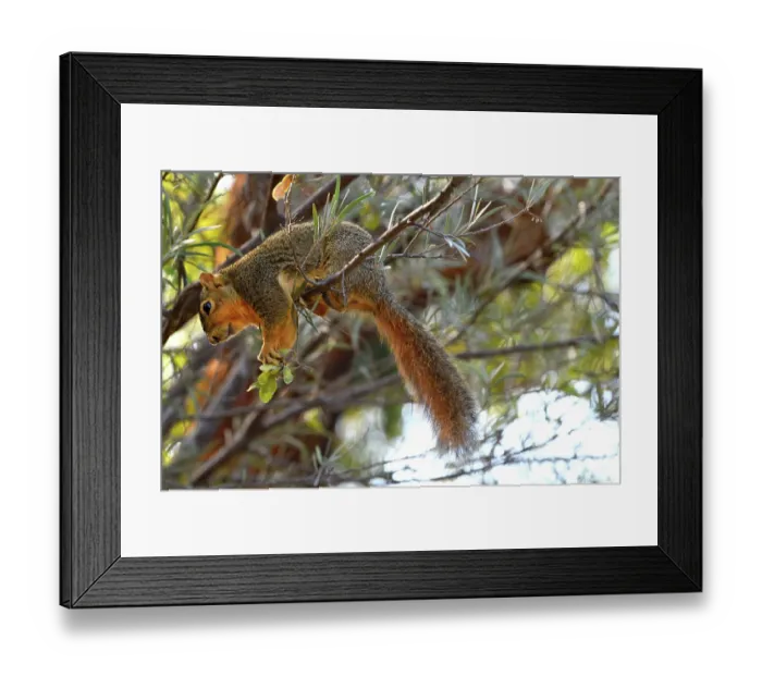 Framed Print : Eastern fox squirrel (Sciurus niger) sitting on branch feeding, San Diego, California, USA. June Framed Print : Eastern fox squirrel (Sciurus niger) sitting on branch feeding, San Diego, California, USA. June