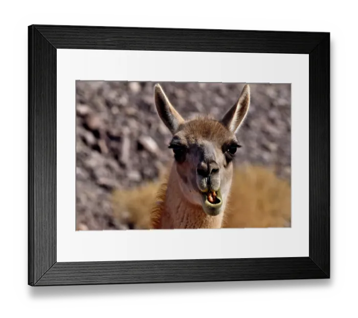 Framed Print : Guanaco (Lama guanicoe cacsilensis) head portrait,  Atacama desert, Chile