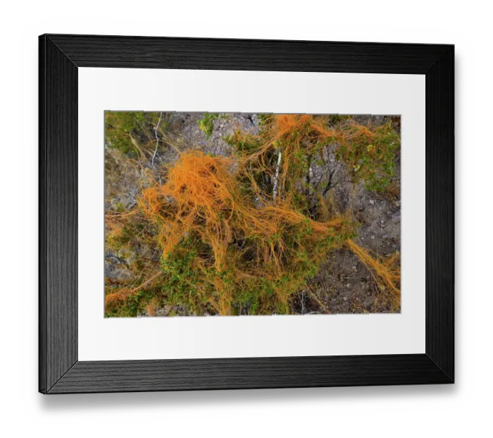 Framed Print : California dodder (Cuscuta californica) a plant parasite, growing on Creosote bush (Larrea tridentata), Amargosa desert, Nevada, USA. May Framed Print : California dodder (Cuscuta californica) a plant parasite, growing on Creosote bush (Larrea tridentata), Amargosa desert, Nevada, USA. May