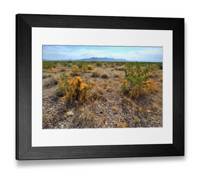 Framed Print : California dodder (Cuscuta californica) a plant parasite, growing on Creosote bush (Larrea tridentata), Amargosa desert, Nevada, USA. May Framed Print : California dodder (Cuscuta californica) a plant parasite, growing on Creosote bush (Larrea tridentata), Amargosa desert, Nevada, USA. May
