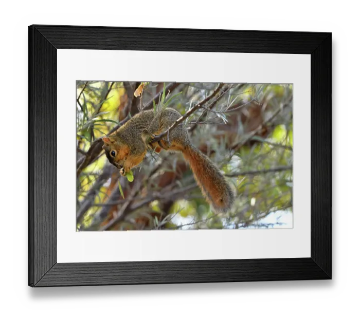 Framed Print : Eastern fox squirrel (Sciurus niger) sitting on branch feeding, San Diego, California, USA. June Framed Print : Eastern fox squirrel (Sciurus niger) sitting on branch feeding, San Diego, California, USA. June