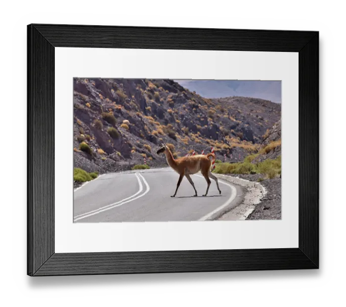 Framed Print : Guanaco (Lama guanicoe cacsilensis) crossing road through rocky desert landscape, Atacama desert, Chile Framed Print : Guanaco (Lama guanicoe cacsilensis) crossing road through rocky desert landscape, Atacama desert, Chile