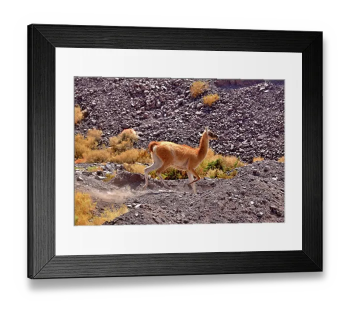 Framed Print : Guanaco (Lama guanicoe cacsilensis) running over rocky desert landscape, Atacama desert, Chile Framed Print : Guanaco (Lama guanicoe cacsilensis) running over rocky desert landscape, Atacama desert, Chile