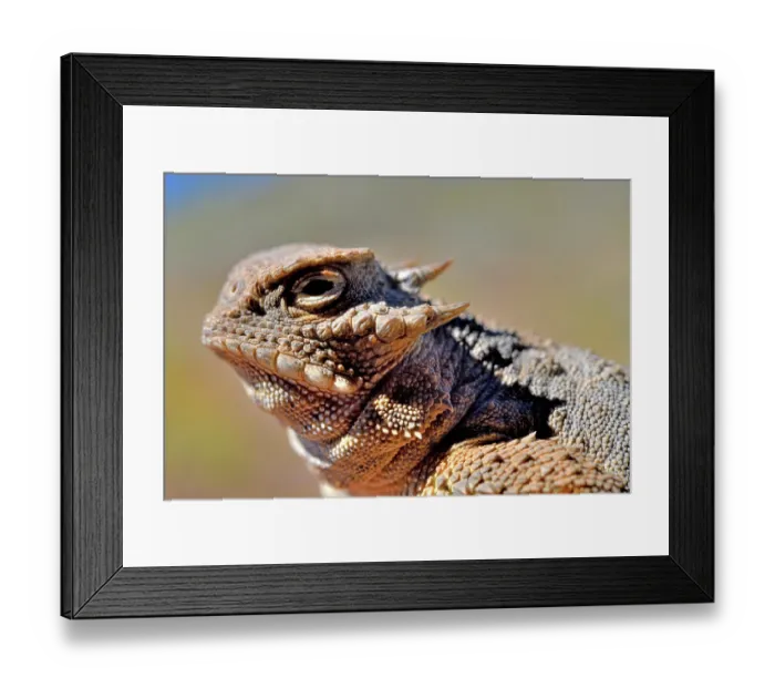Framed Print : Round-tailed horned lizard (Phrynosoma modestum) head portrait, near San Simon, Arizona, USA. May Framed Print : Round-tailed horned lizard (Phrynosoma modestum) head portrait, near San Simon, Arizona, USA. May