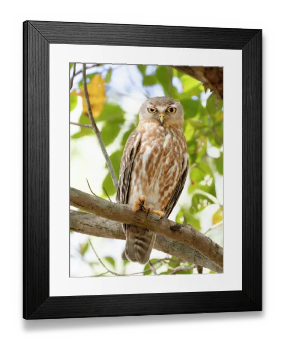 Framed Print : Barking owl (Ninox connivens) perched on branch, day roosting, Corroboree billabong, Northern Territory, Australia Framed Print : Barking owl (Ninox connivens) perched on branch, day roosting, Corroboree billabong, Northern Territory, Australia