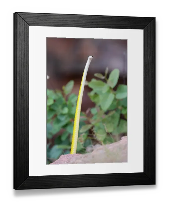 Framed Print : Golden tree snake (Dendrelaphis punctulatus) rearing up, alert, Adelaide River Hills, Northern Territory, Australia Framed Print : Golden tree snake (Dendrelaphis punctulatus) rearing up, alert, Adelaide River Hills, Northern Territory, Australia